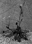 image of dandelion on a concrete background in b/w